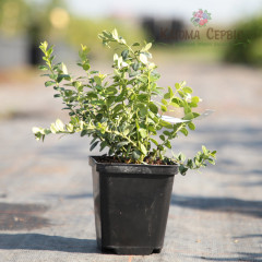 Саджанці брусниці "Руно Белявське", 1 річні, конт. Р9