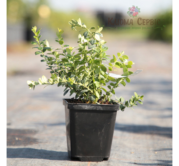 Саженцы брусники "Руно Белявское", 1 летние, конт. Р9