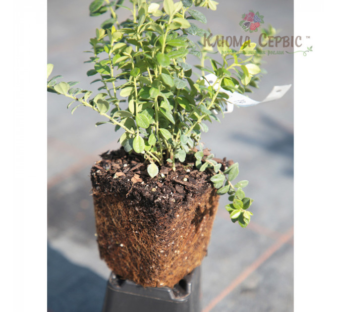 Саженцы брусники Коралл (Koralle), 1 летние, конт. P9