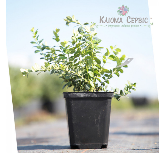 Саженцы брусники Коралл (Koralle), 1 летние, конт. P9