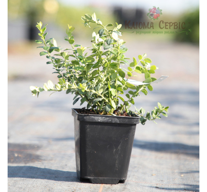 Саженцы брусники Коралл (Koralle), 1 летние, конт. P9