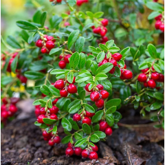Саженцы брусники Коралл (Koralle), 1 летние, конт. P9