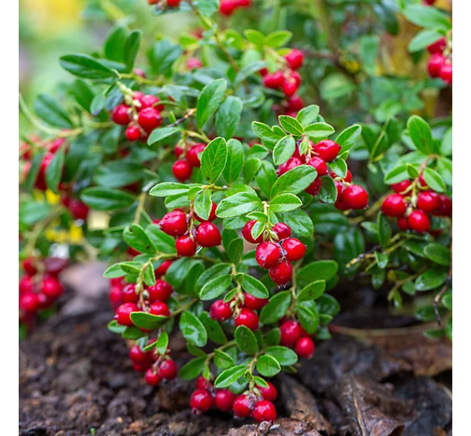 Саженцы брусники Коралл (Koralle), 1 летние, конт. P9