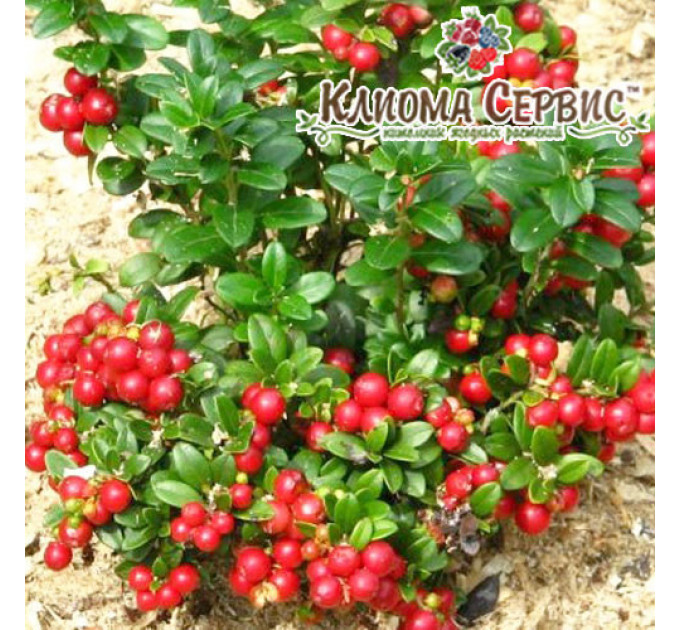 Саженцы брусники Руно Белявское горшок 3 л