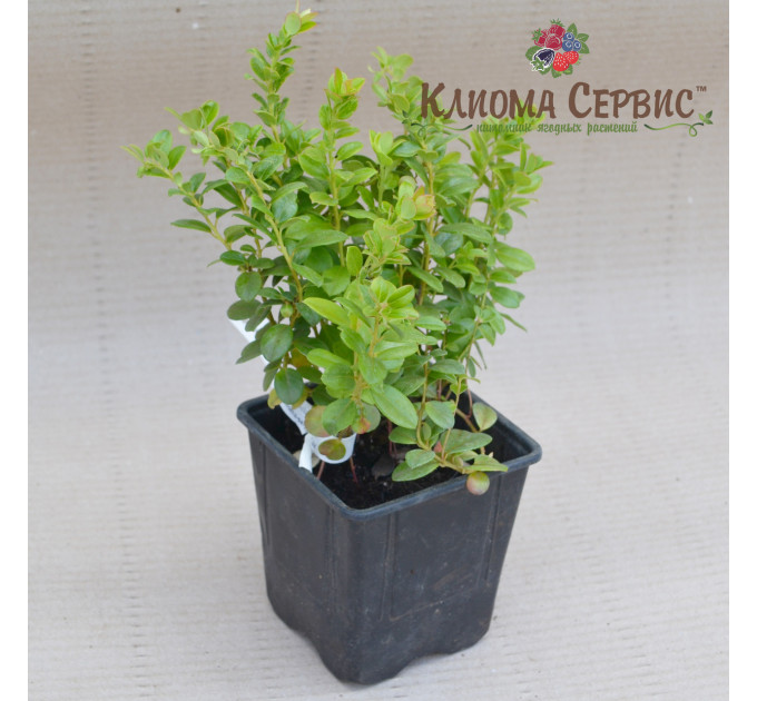 Саженцы брусники "Руно Белявское", 1 летние, конт. Р9