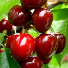 Саженцы черешни сорт Темпорион