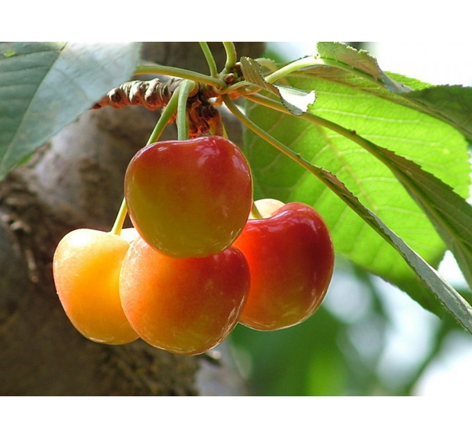 Саженцы черешни сорт Нежность, подвой магалепка