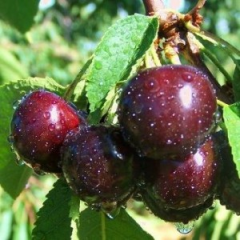 Саженцы черешни сорт Зодиак