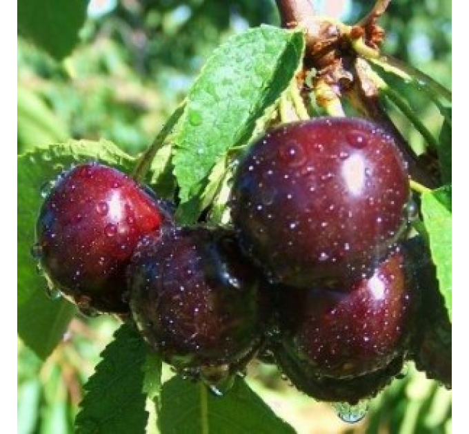 Саженцы черешни сорт Зодиак
