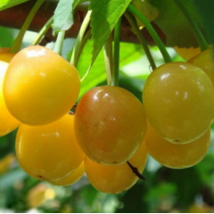 Саженцы черешни сорт Дрогана Желтая, подвой магалепка