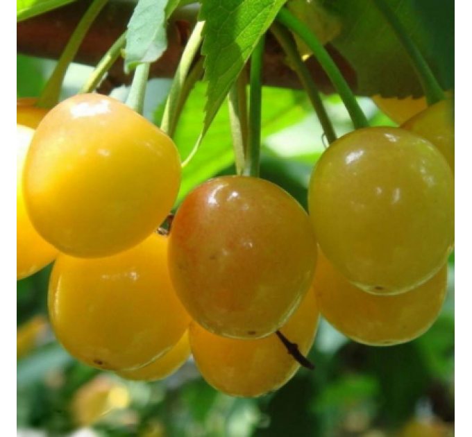 Саженцы черешни сорт Дрогана Желтая, подвой магалепка