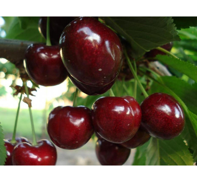 Садженцы черешни сорт Саммит