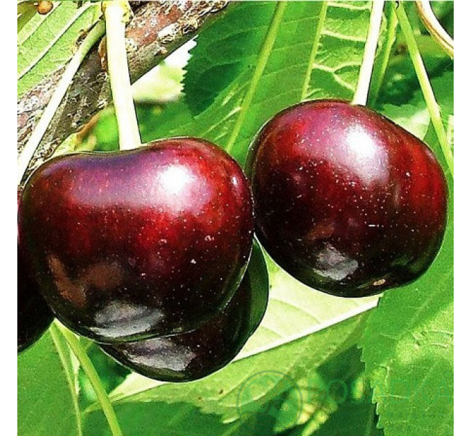 Садженцы черешни сорт Саммит