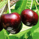 Садженцы черешни сорт Саммит