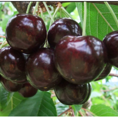 Саженцы черешни сорт Скина, подвой магалепка