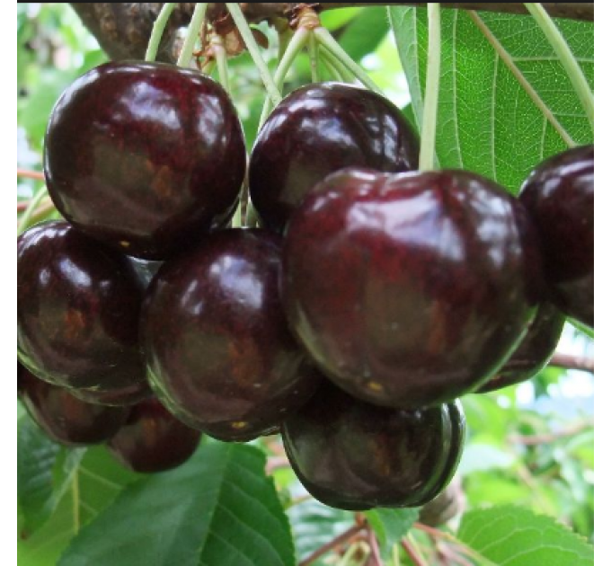 Саженцы черешни сорт Скина, подвой магалепка