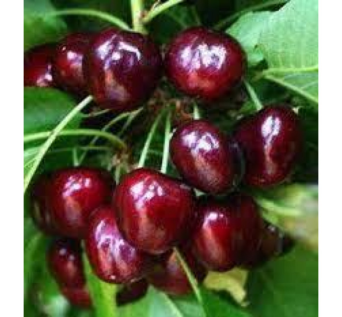 Саженцы черешни сорт Канадский Гигант, подвой магалепка