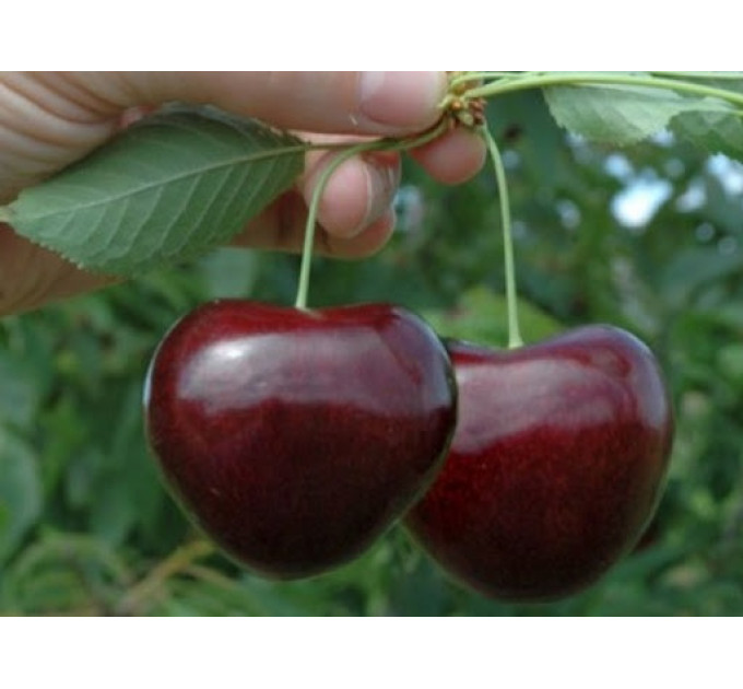 Саженцы черешни сорт Канадский Гигант, подвой магалепка