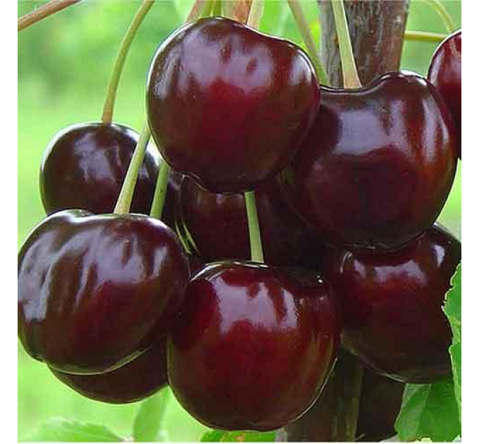 Садженцы черешни сорт Бигаро Булат
