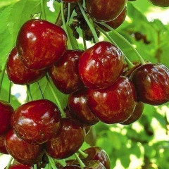 Садженцы черешни сорт Бигаро Булат