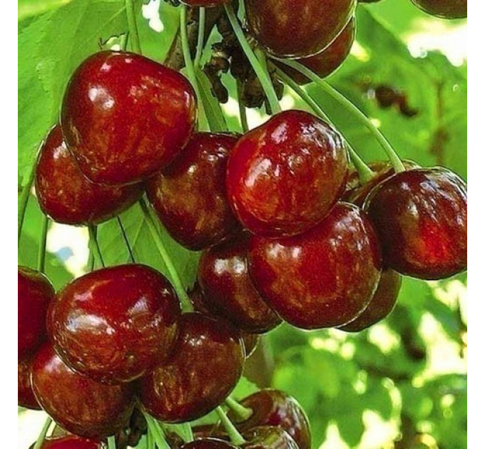 Садженцы черешни сорт Бигаро Булат