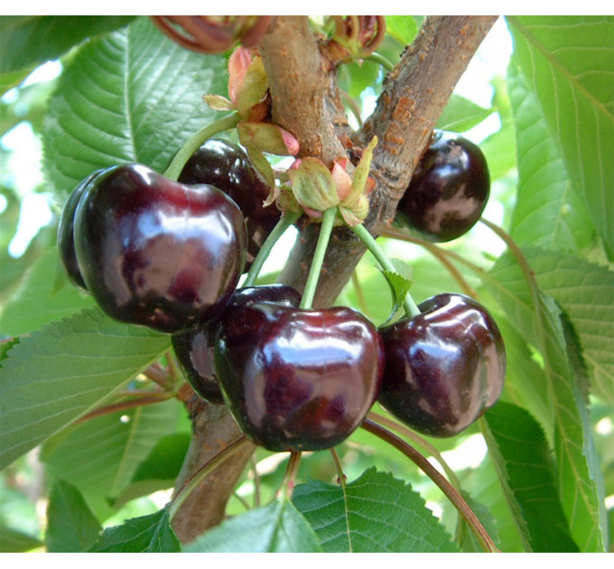Садженцы черешни сорт Бигаро Булат
