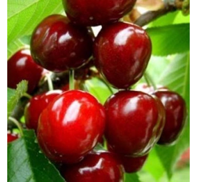 Саженцы черешни сорт Крупноплодная