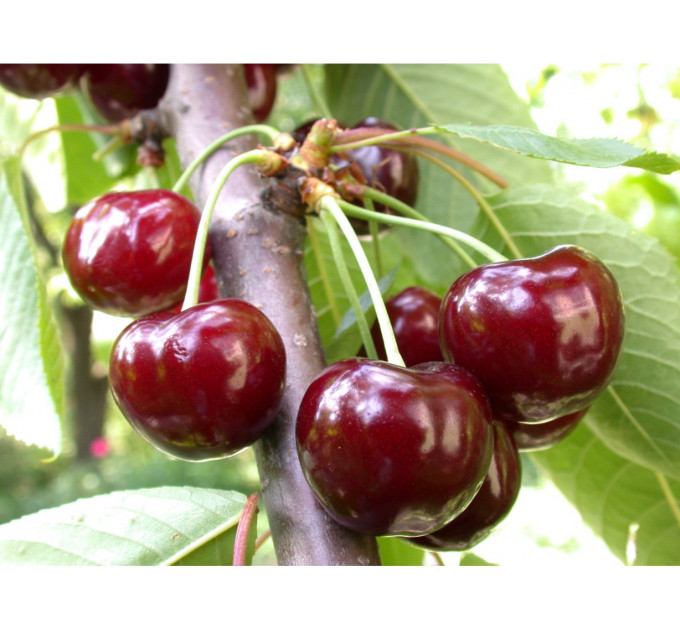 Саженцы черешни сорт Крупноплодная