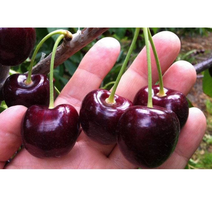 Саженцы черешни сорт Крупноплодная