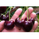 Саженцы черешни сорт Крупноплодная