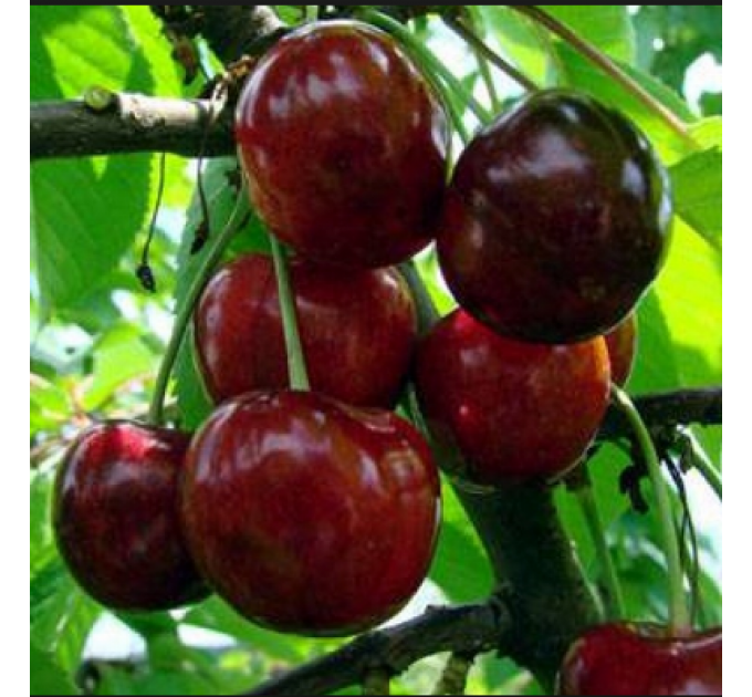 Саженцы черешни сорт Василиса, подвой магалепка