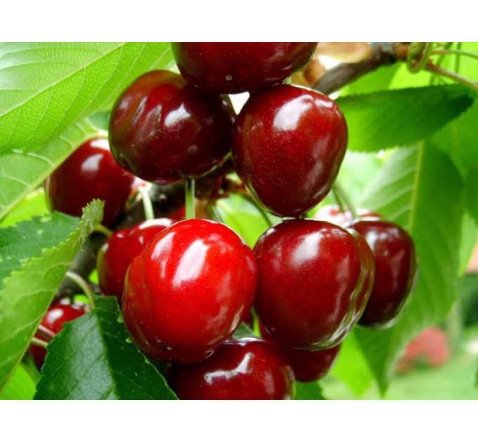 Саженцы черешни сорт Крупноплодная