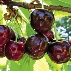 Садженцы черешни сорт Карина