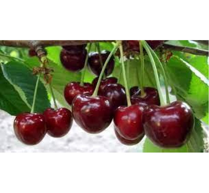 Садженцы черешни сорт Карина