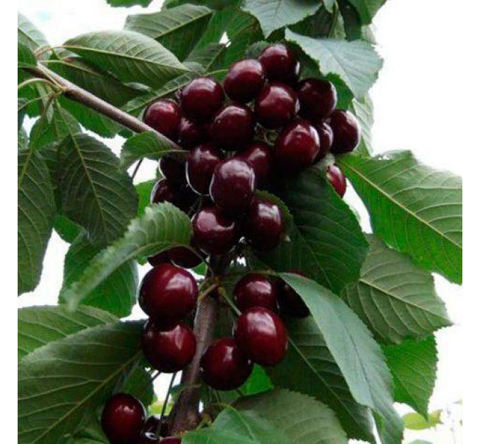 Садженцы черешни сорт Карина