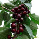 Садженцы черешни сорт Карина