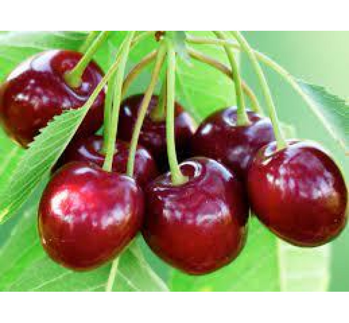 Садженцы черешни сорт Саммит