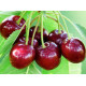 Садженцы черешни сорт Саммит
