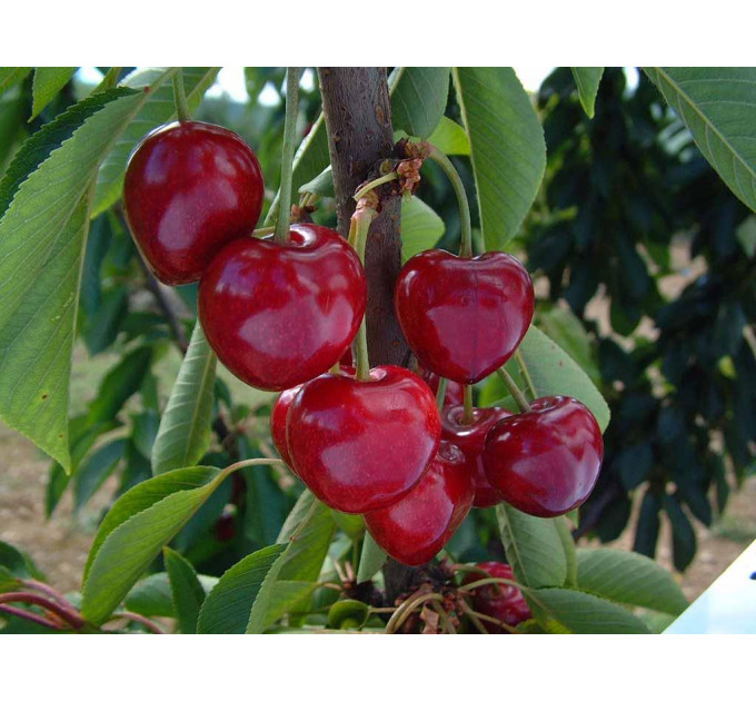 Садженцы черешни сорт Саммит