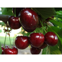 Садженцы черешни сорт Саммит 