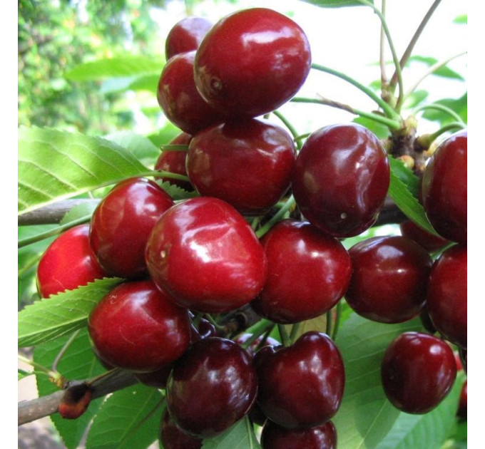 Саженцы черешни сорт Мелитопольская черная