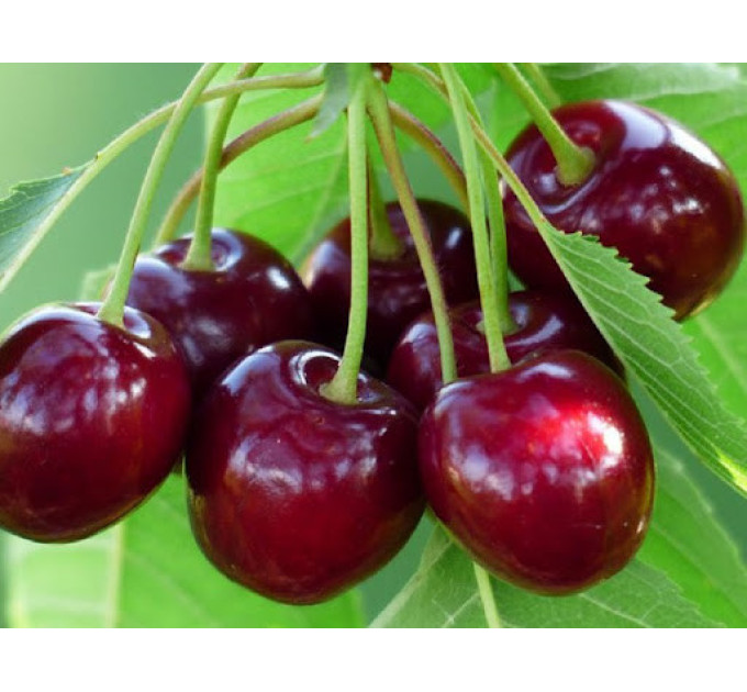Черешня сорт Великоплідна (пізній термін)