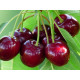 Черешня сорт Великоплідна (пізній термін)