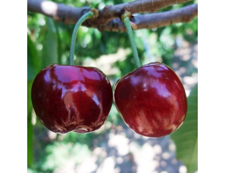 Черешня сорт Крупноплодная (поздний сорт) Черешня сорт Крупноплодная (поздний сорт)