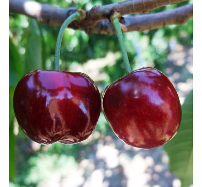 Черешня сорт Великоплідна (пізній термін)