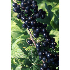 Смородина "Софіївська"