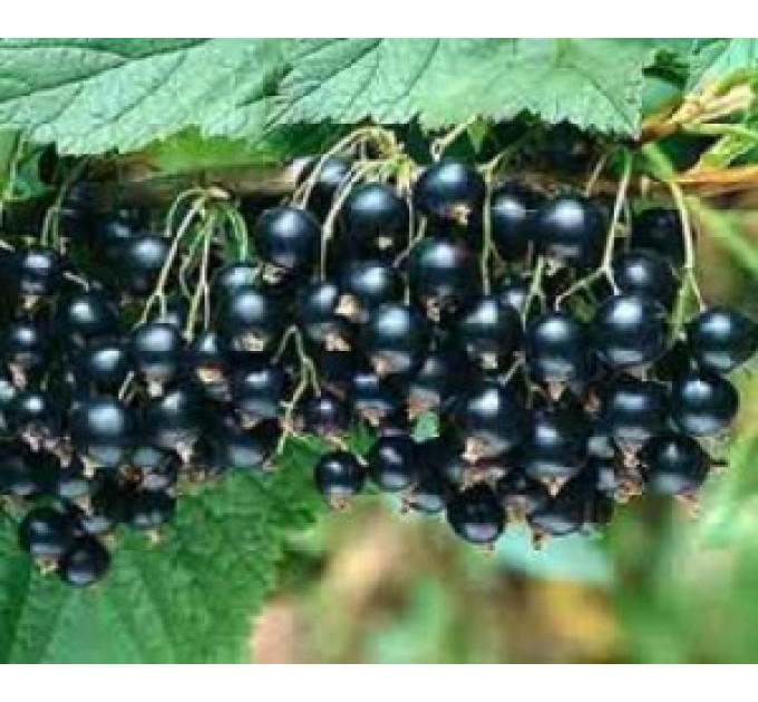 Саджанці смородини Титанія 2 річні, ВКС