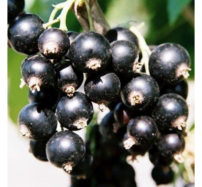 Саженцы смородины сорт Нева