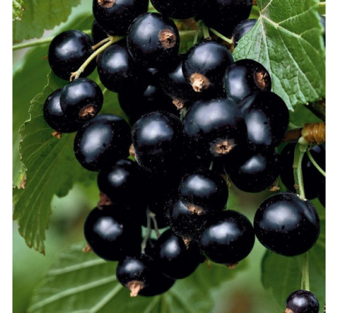 Саджанці смородини Титанія 2 річні, ВКС