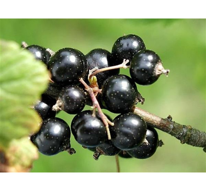 Смородина сорт Тисель 1 летняя (раннего срока созревания)